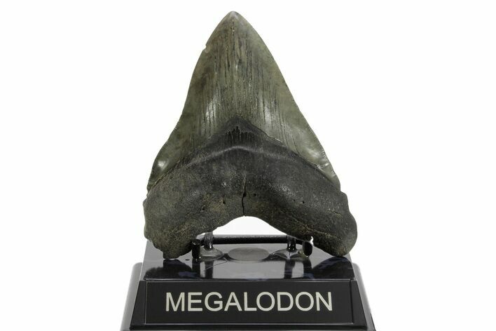 Serrated, Fossil Megalodon Tooth - South Carolina #374087